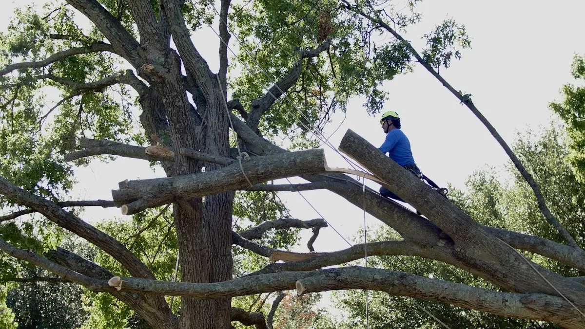 Professional Hazardous Tree Removal performed by certified arborists in Orange